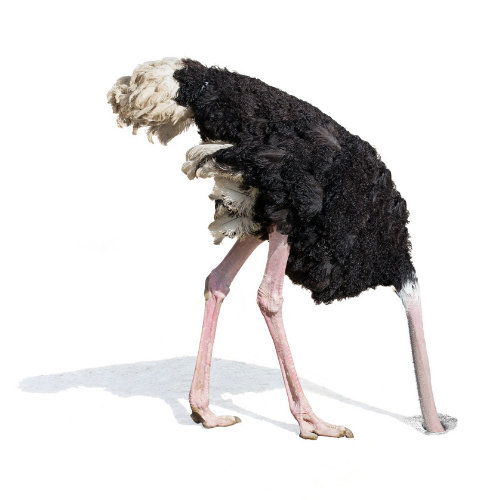 Five Steps Every Realtor Should Take to Avoid the Ostrich Money Strategy