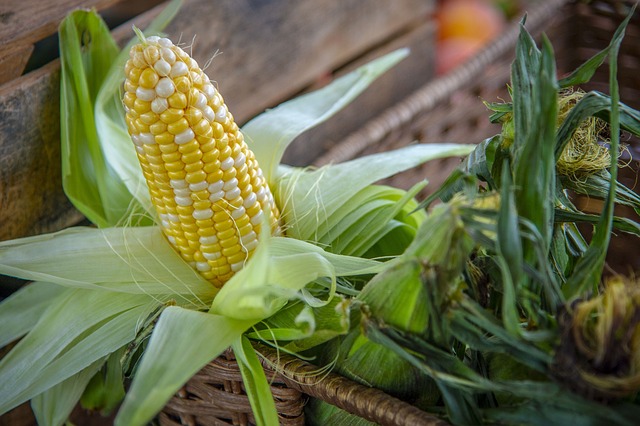 Cross Pollinating Corn