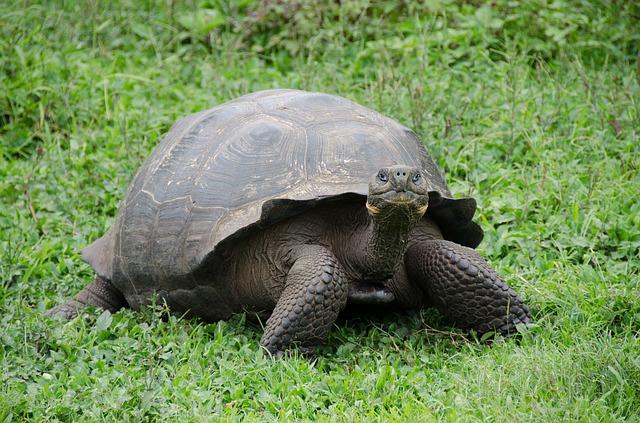 Three Things Realtors Can Learn From Tortoises