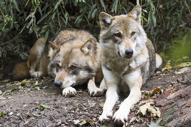 How To Use Two Wolves To Improve Your Business