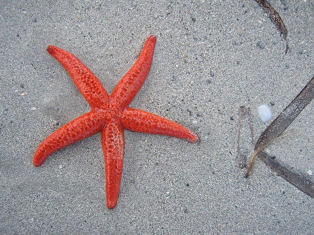 A Starfish In The Rough